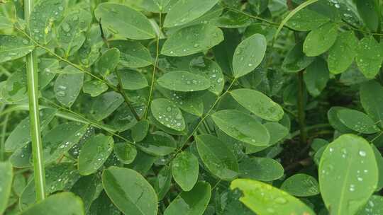 植物野草露珠实拍