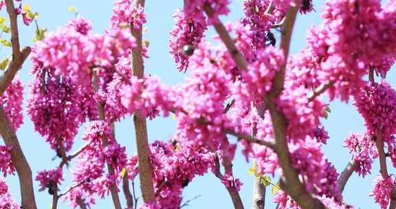 蓝天美丽的紫荆花盛开蜜蜂飞舞
