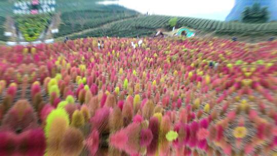 浪漫的乡村振兴植物植被地肤草4K实拍