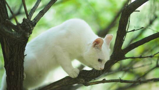 上树的白猫