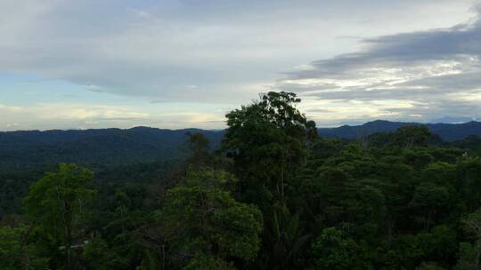 航拍热带森林景观