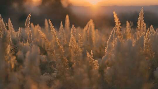 冬日温暖自然景观空镜素材影片