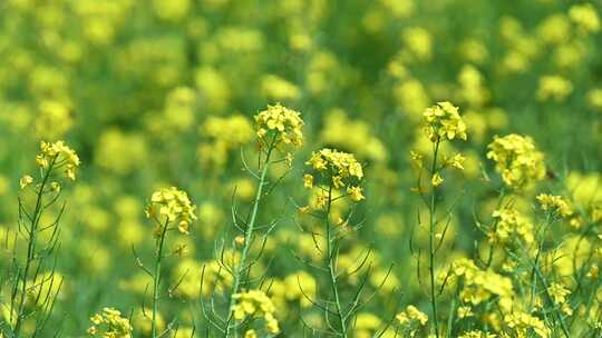 春天盛开的黄色油菜花与采蜜蜜蜂满画幅特写视频素材模板下载