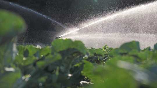 灌溉蔬菜种植园洒水车灌溉蔬菜作物