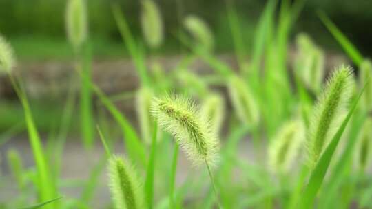 特写狗尾巴草自然景象