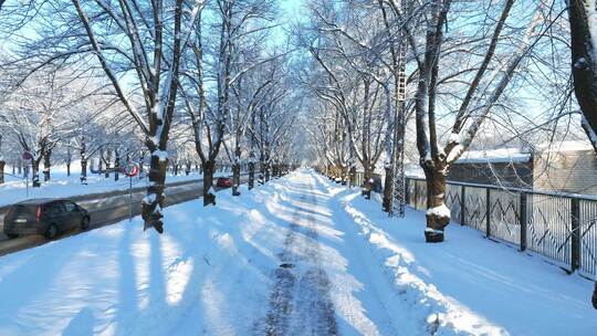 白雪覆盖的树木森林冬季景观视频素材模板下载