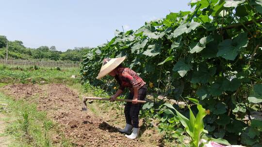 农业种植蔬菜视频素材模板下载