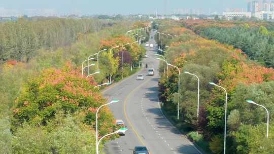 西安河堤路秋色 道路 交通