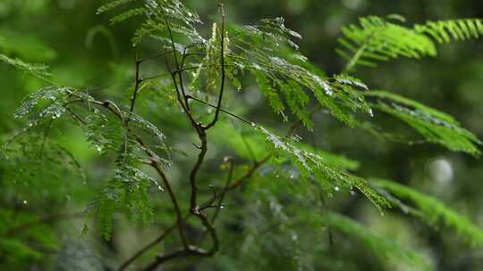 雨中的树叶