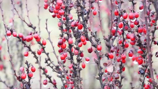 红莓灌木在寒冷的冬天
