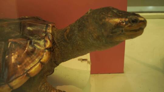 海龟陆龟乌龟玳瑁甲壳爬行动物标本