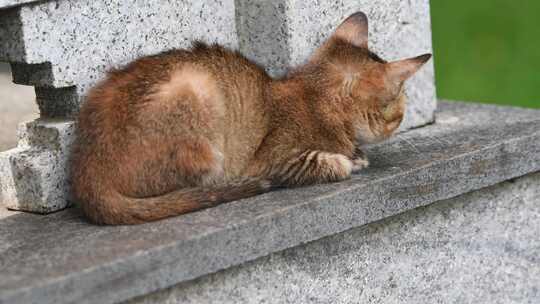 一只花猫在石柱上栖息