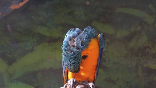 【镜头合集】彩色的羽毛鹦鹉展开翅膀