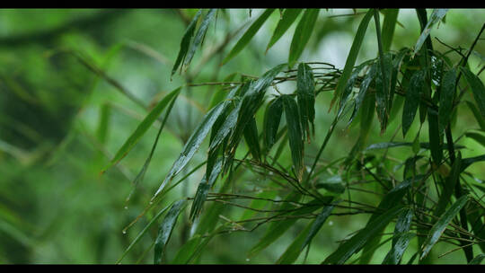 下雨天的竹叶
