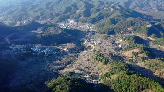 4k航拍白梅花青梅花坚毅雪景小寒冬季2