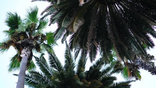 棕榈树和椰子树并排视频素材模板下载