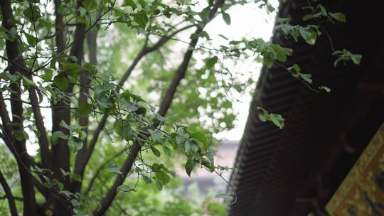 古代建筑背景下的银杏树