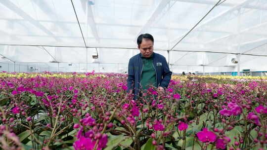 花卉种植基地蝴蝶兰打包发货