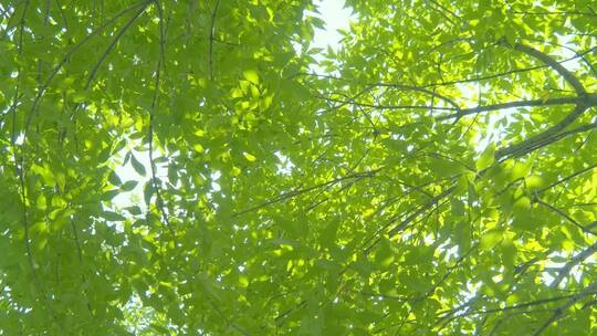 夏天阳光树叶唯美空镜头意境植物