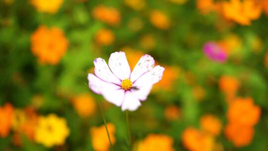 向日葵 格桑花 百日菊  植物 菊花 野花盛开