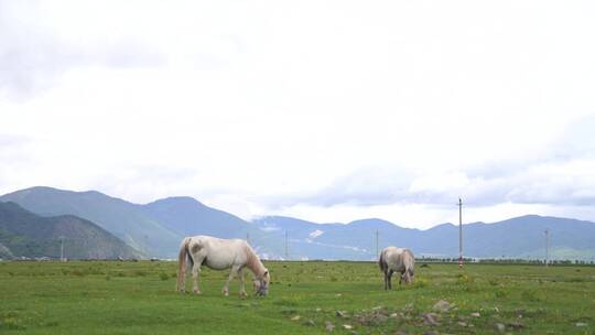 【精品】牛羊草原马在吃草蒙古国内蒙古视频素材模板下载