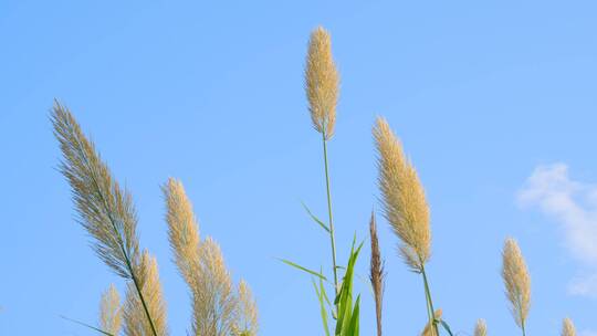 蓝天白云芦竹芦苇荻芒植物视频素材模板下载