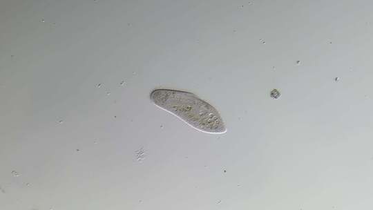 显微镜下放大100倍的微生物草履虫微分干涉DIC