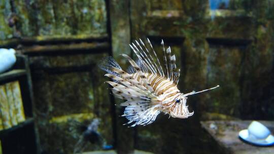 水族馆里狮子鱼