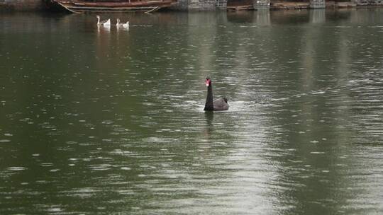 水上的黑天鹅