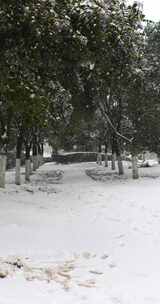 下雪的公园风景