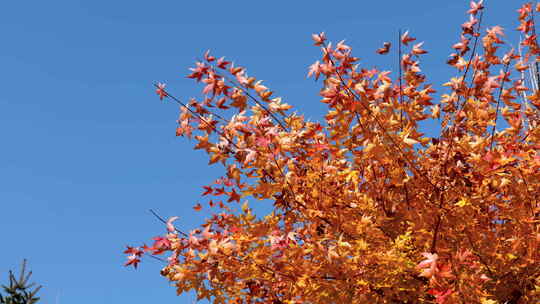 枫叶红金色风景秋天