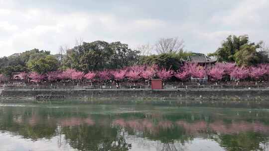 成都锦江河畔望江楼公园春日红梅花开风光