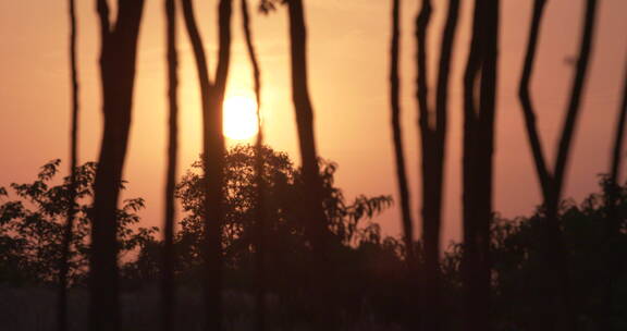 山西 农村 树林 夕阳西下 延时