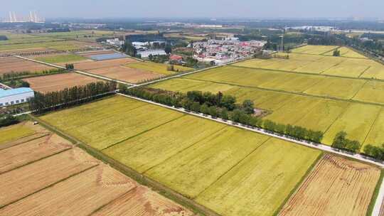 山东济南槐荫吴家堡稻田航拍秋天