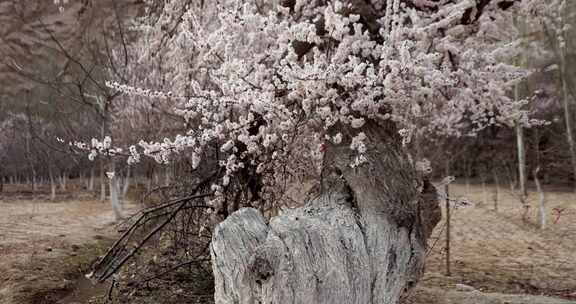 新疆古老的树木杏花树杏花特写