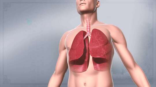 人体肺肺 泡健康 肺部呼 吸清 理清肺