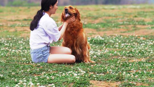 长腿美女和金毛宠物犬在春天开满花草地玩耍