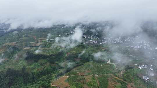 航拍广西绿色水果金桔种植基地