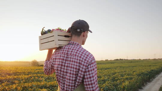 男子拿着一盒蔬菜在田野里走视频素材模板下载
