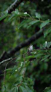 雨中一只鸟栖息在树枝上