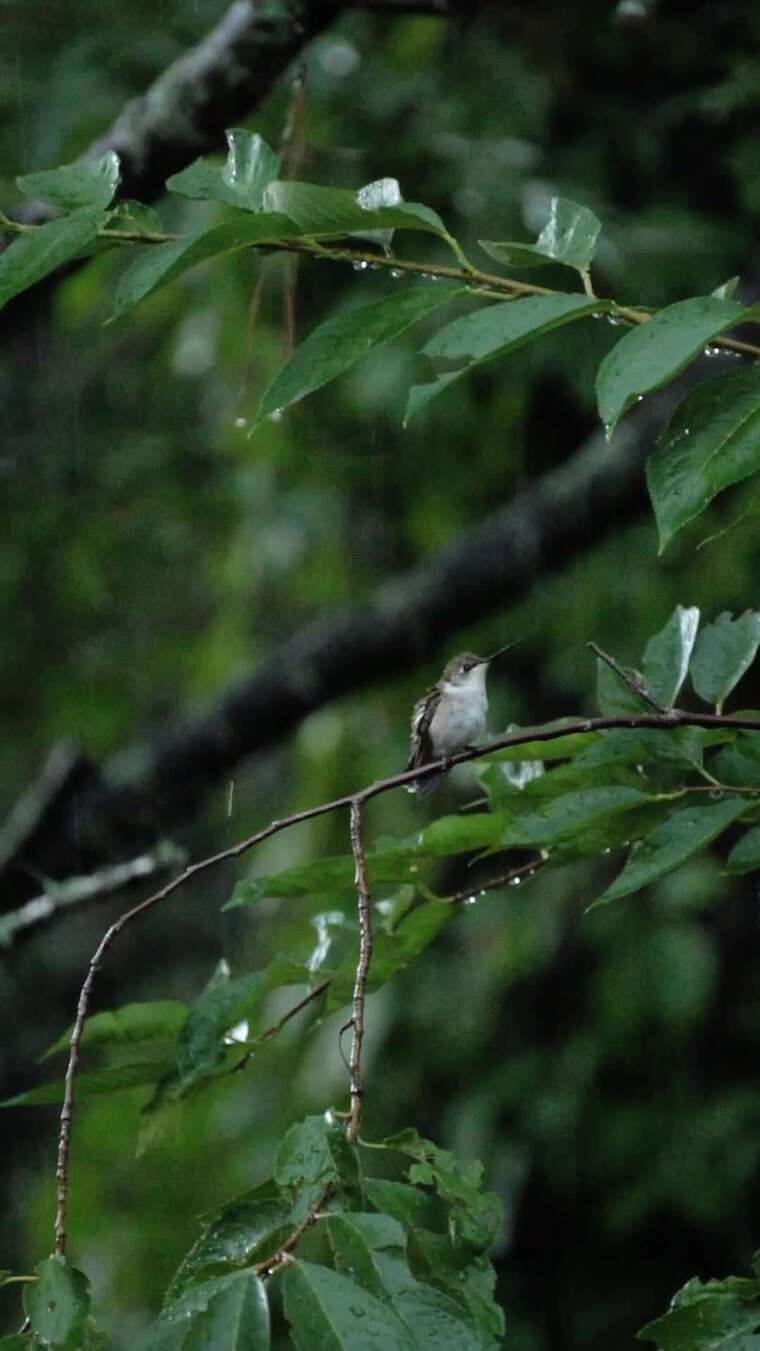 雨中一只鸟栖息在树枝上