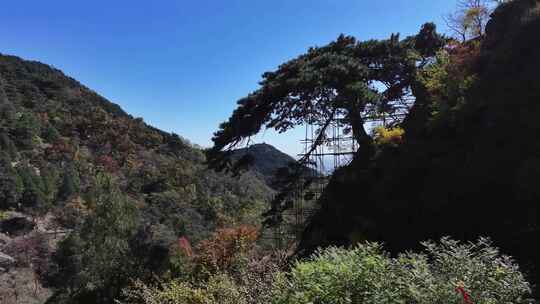 泰山迎客松