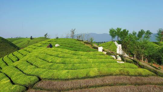 航拍恩施鹤峰走马木耳山茶谷生态田园茶园