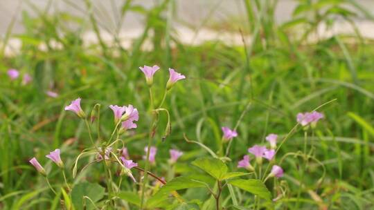 花丛中的野花