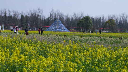 彩色油菜花田里游玩的旅客