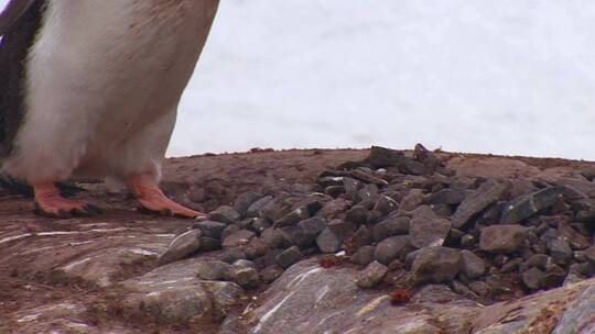 企鹅用喙悬着石头筑巢视频素材模板下载