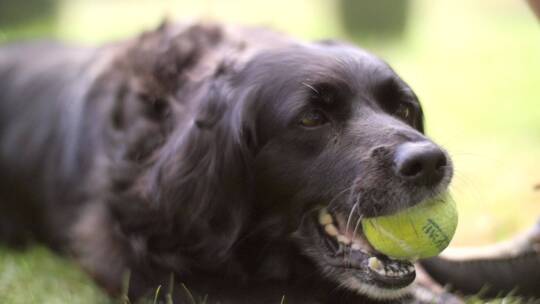 宠物狗在草地上咬网球
