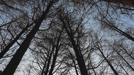 冬天的树木树干空镜运镜特写