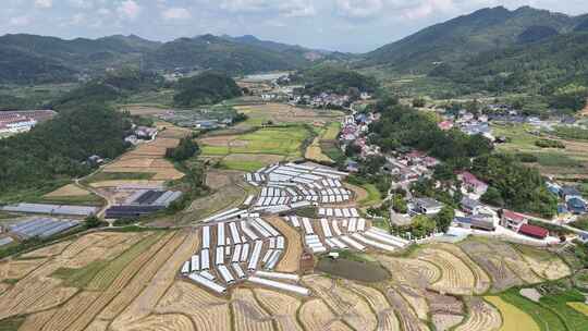 秋收美丽乡村田园金黄稻田农业种植航拍