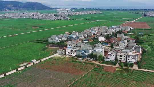 农村大片烟田航拍